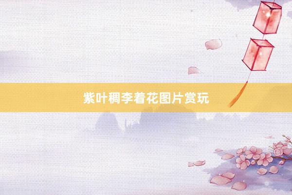 紫叶稠李着花图片赏玩